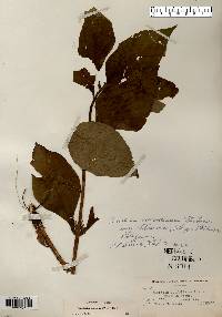 Triosteum aurantiacum image