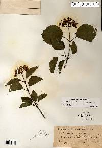 Viburnum dentatum var. lucidum image