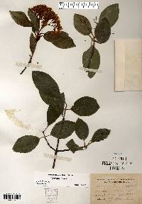 Viburnum lentago image