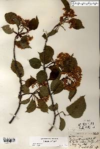 Viburnum lentago image