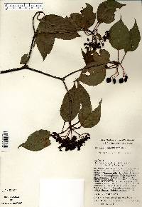 Viburnum lentago image