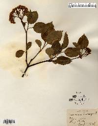 Viburnum lentago image