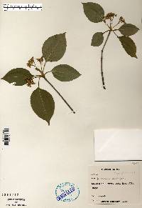 Viburnum lentago image