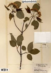 Viburnum lentago image