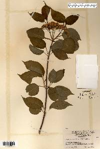 Viburnum lentago image