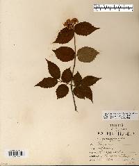 Viburnum rafinesqueanum image