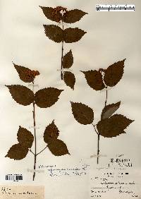 Viburnum rafinesqueanum image