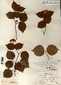 Viburnum rafinesqueanum image