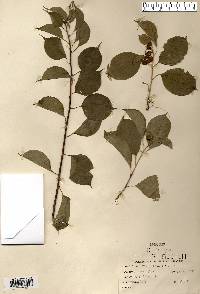 Celastrus scandens image