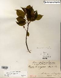 Celastrus scandens image