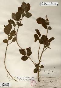 Euonymus obovata image