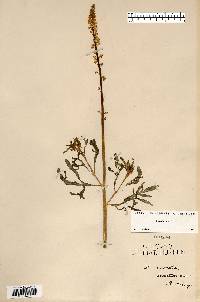 Reseda lutea image