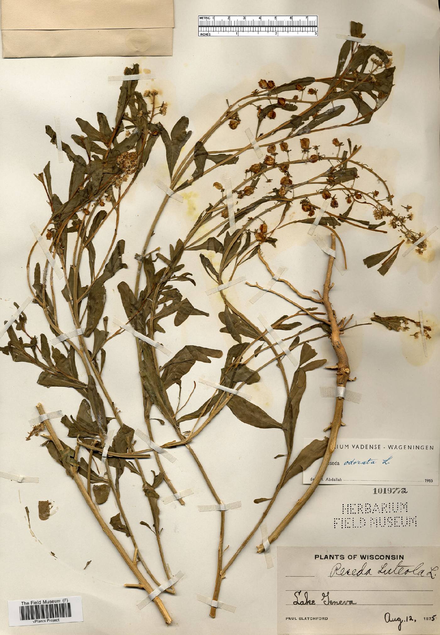 Reseda odorata image