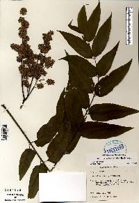 Ailanthus altissima image