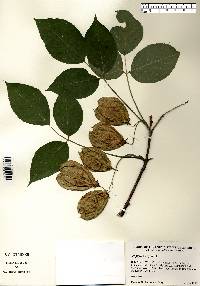 Staphylea trifolia image