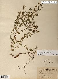 Hypericum boreale image