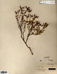 Hypericum kalmianum image