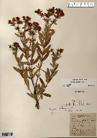 Hypericum kalmianum image