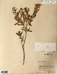 Hypericum kalmianum image