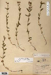 Hypericum majus image