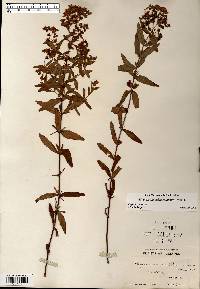 Hypericum sphaerocarpum image