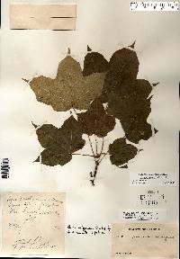 Acer nigrum image