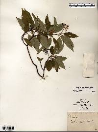 Cornus obliqua image