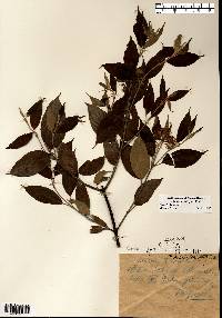 Cornus obliqua image