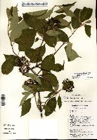 Cornus obliqua image