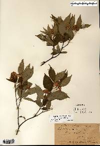 Cornus racemosa image