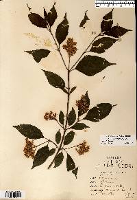 Cornus racemosa image