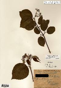 Cornus rugosa image