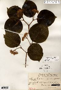 Cornus rugosa image