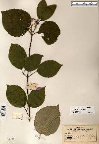 Cornus rugosa image