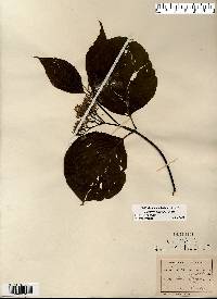 Cornus rugosa image