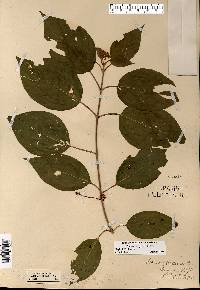 Cornus rugosa image