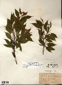 Cornus sericea subsp. sericea image