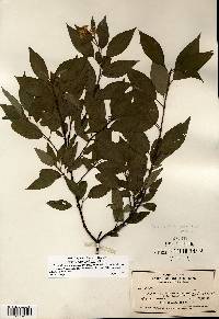 Cornus sericea subsp. sericea image