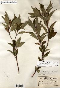 Cornus sericea subsp. sericea image