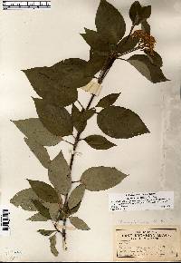 Cornus sericea subsp. sericea image