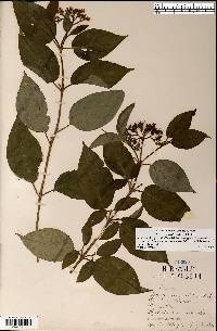 Cornus sericea subsp. sericea image