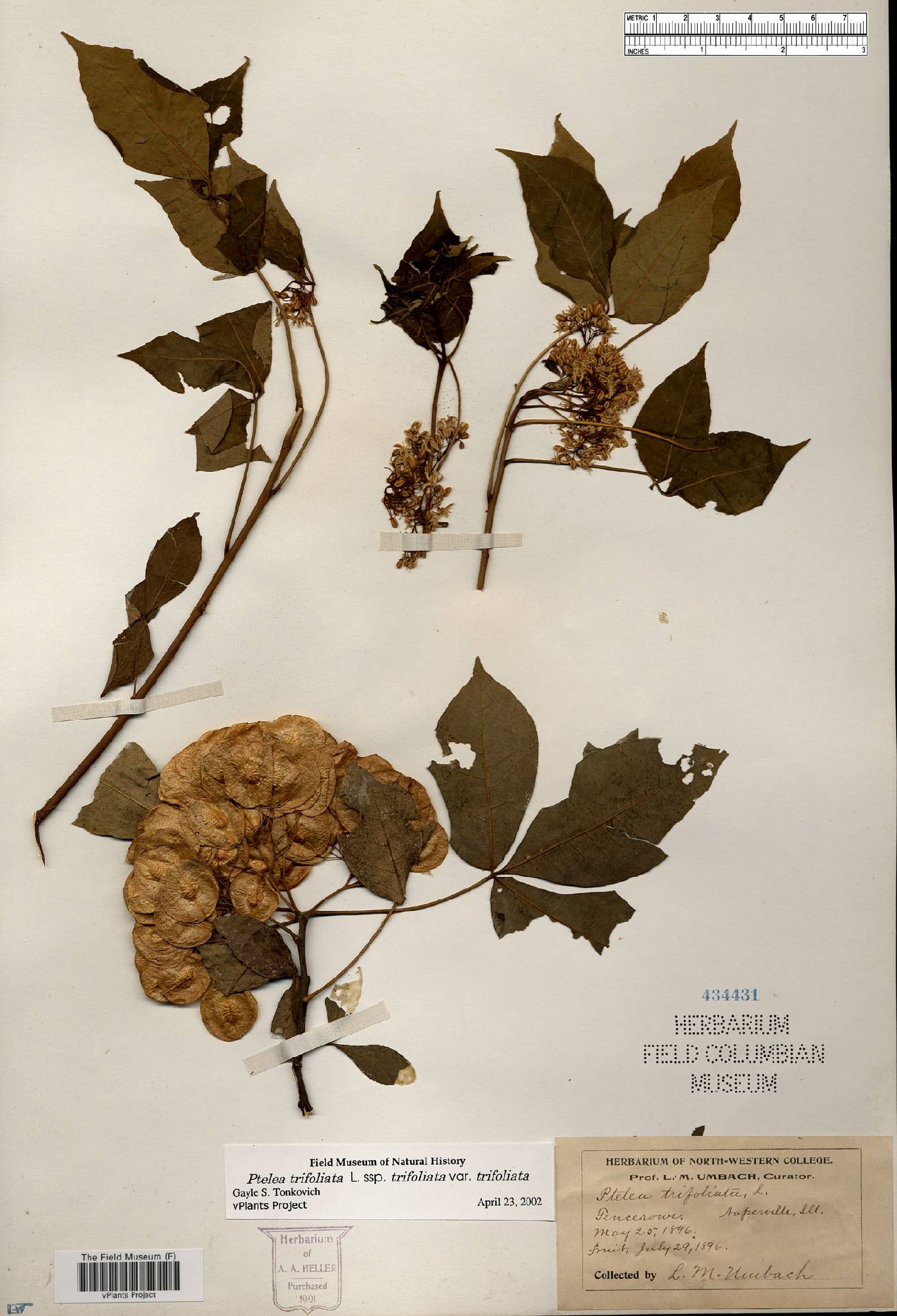 Ptelea trifoliata var. trifoliata image