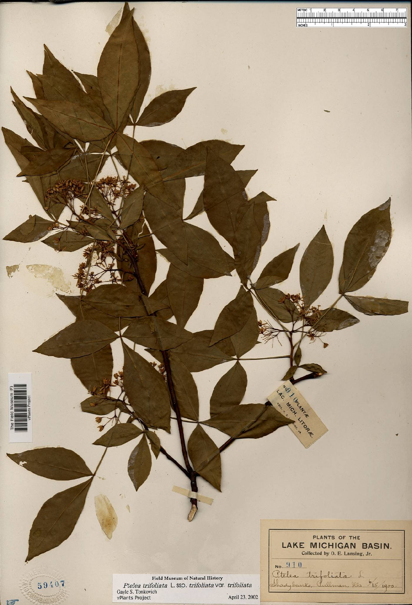 Ptelea trifoliata var. trifoliata image