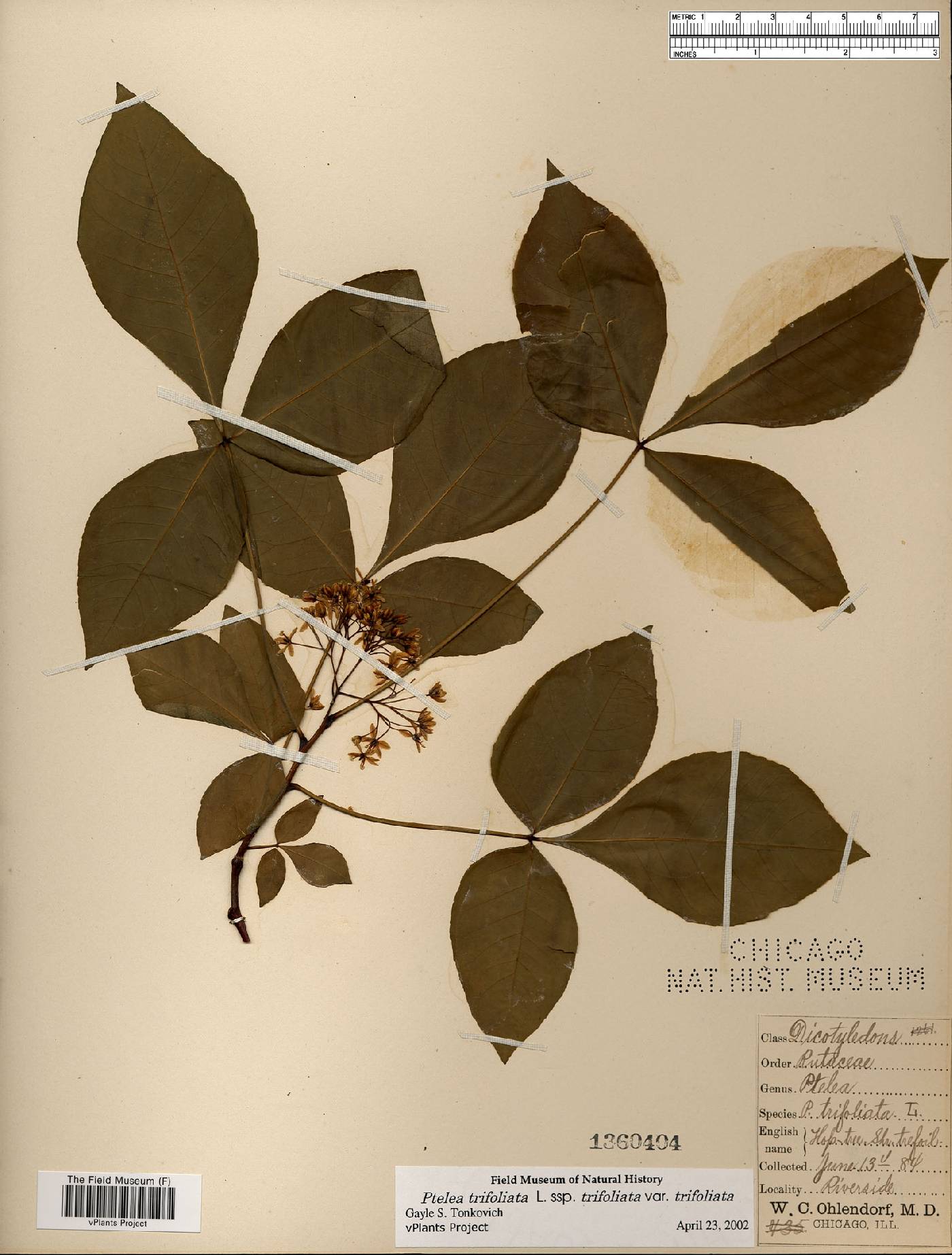 Ptelea trifoliata var. trifoliata image