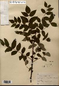 Zanthoxylum americanum image