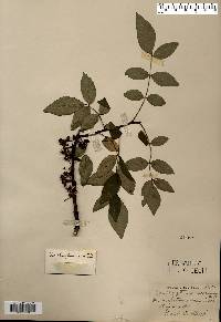 Zanthoxylum americanum image