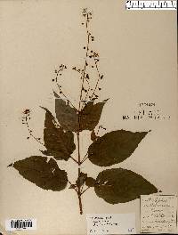 Circaea canadensis image