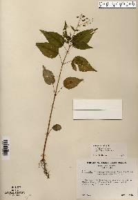 Circaea canadensis image