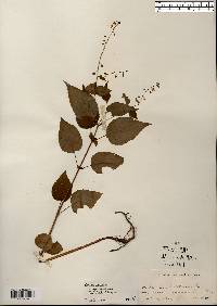 Circaea canadensis image