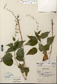 Circaea canadensis image